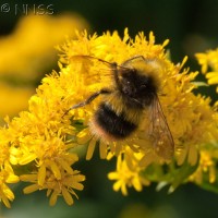 Early Goldenrod